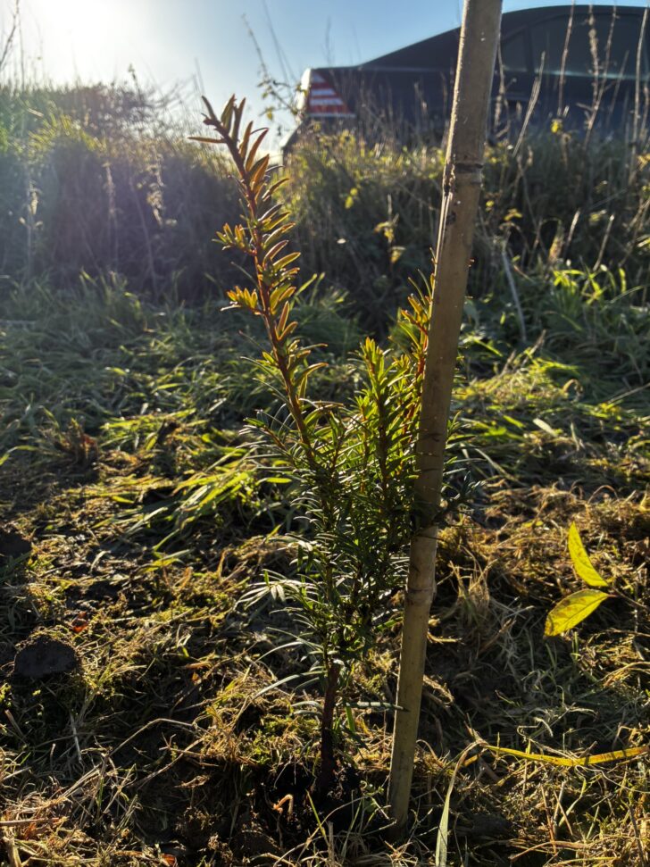 a newly planted whip (young hedgerow plant)