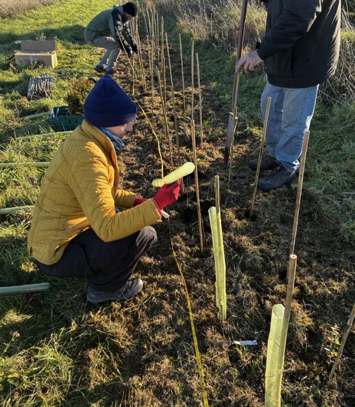 volunteers planting a new hedge