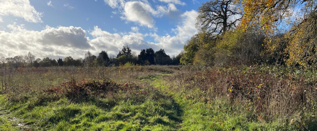 beautiful green field with trees and hedgerow under a sunny blue sky