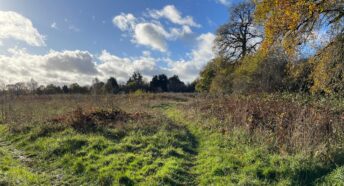 beautiful green field with trees and hedgerow under a sunny blue sky