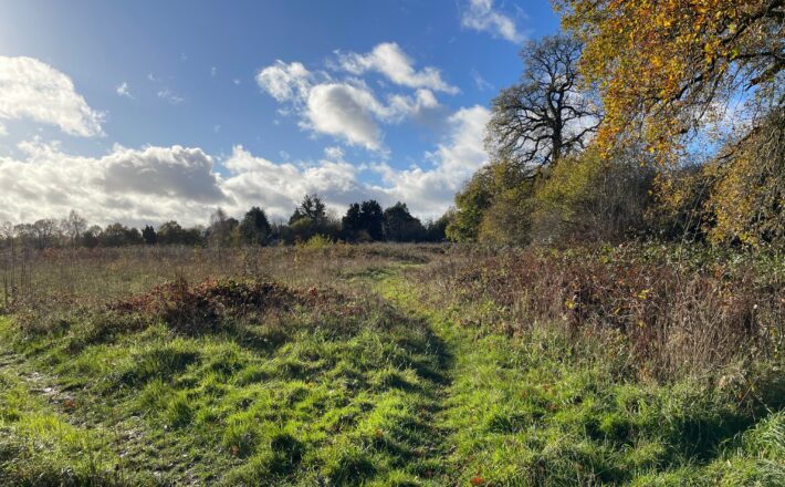beautiful green field with trees and hedgerow under a sunny blue sky