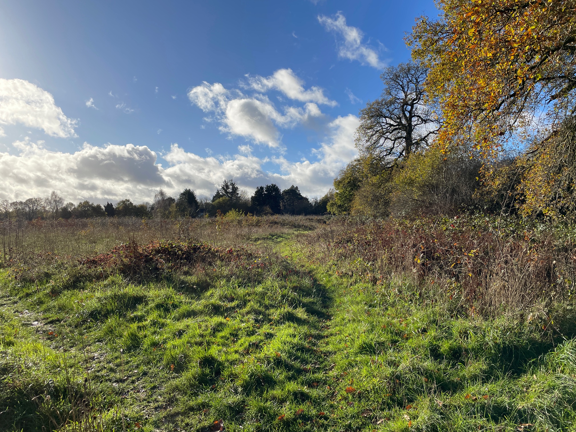 beautiful green field with trees and hedgerow under a sunny blue sky