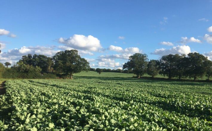 beautiful landscape with lush green crop growing in field with hedgerow alongside and trees in the distance