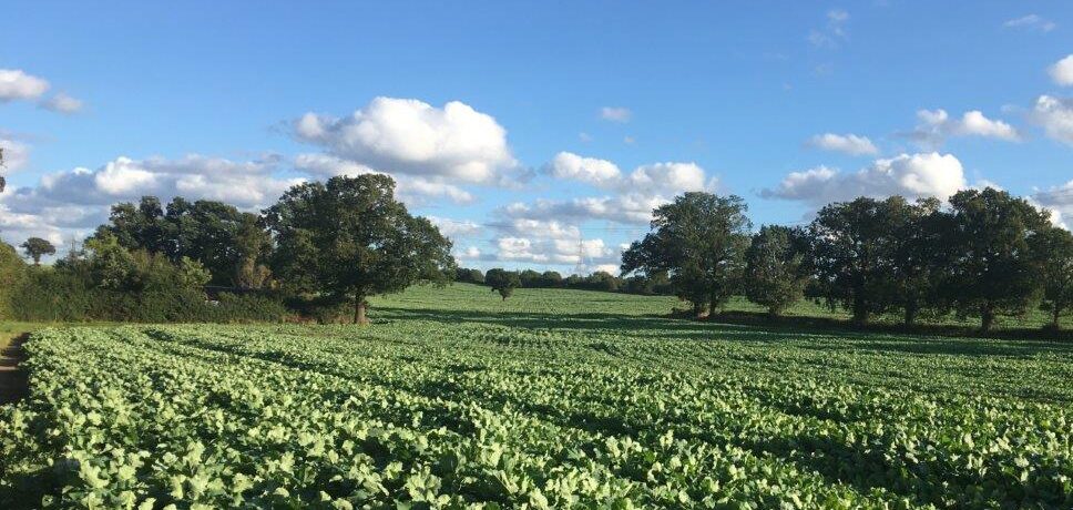 beautiful landscape with lush green crop growing in field with hedgerow alongside and trees in the distance