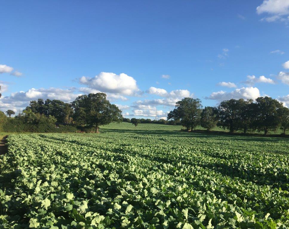 beautiful landscape with lush green crop growing in field with hedgerow alongside and trees in the distance