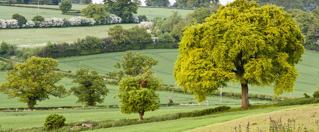 beautiful green fields and hills in early springtime