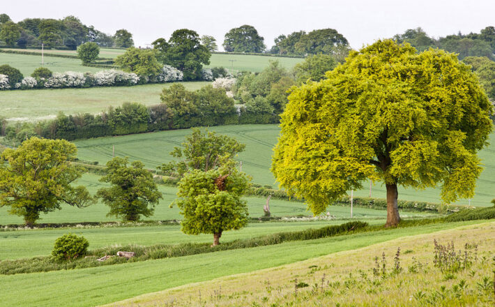beautiful green fields and hills in early springtime