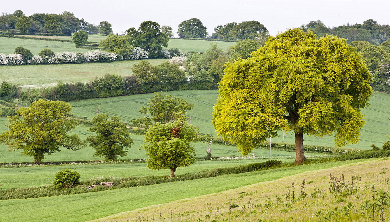 beautiful green fields and hills in early springtime