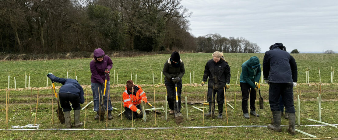 volunteers laying out a hedgeline on a blustery winter day
