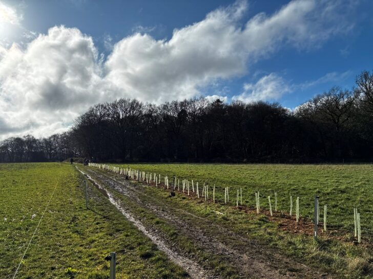 a newly planted hedgeline with small whips (baby hedge plants) stretching into the distance