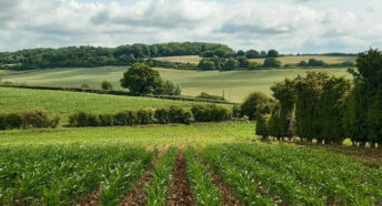 countryside landscape with green fields, hedgerows and woodland in the distance