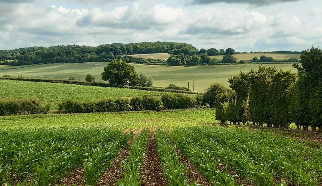 countryside landscape with green fields, hedgerows and woodland in the distance