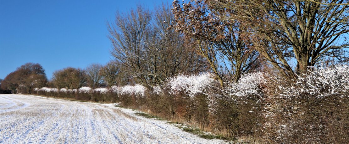 a hedgerow covered with a light dusting of snow