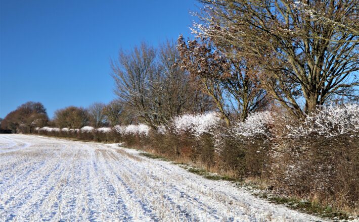 a hedgerow covered with a light dusting of snow