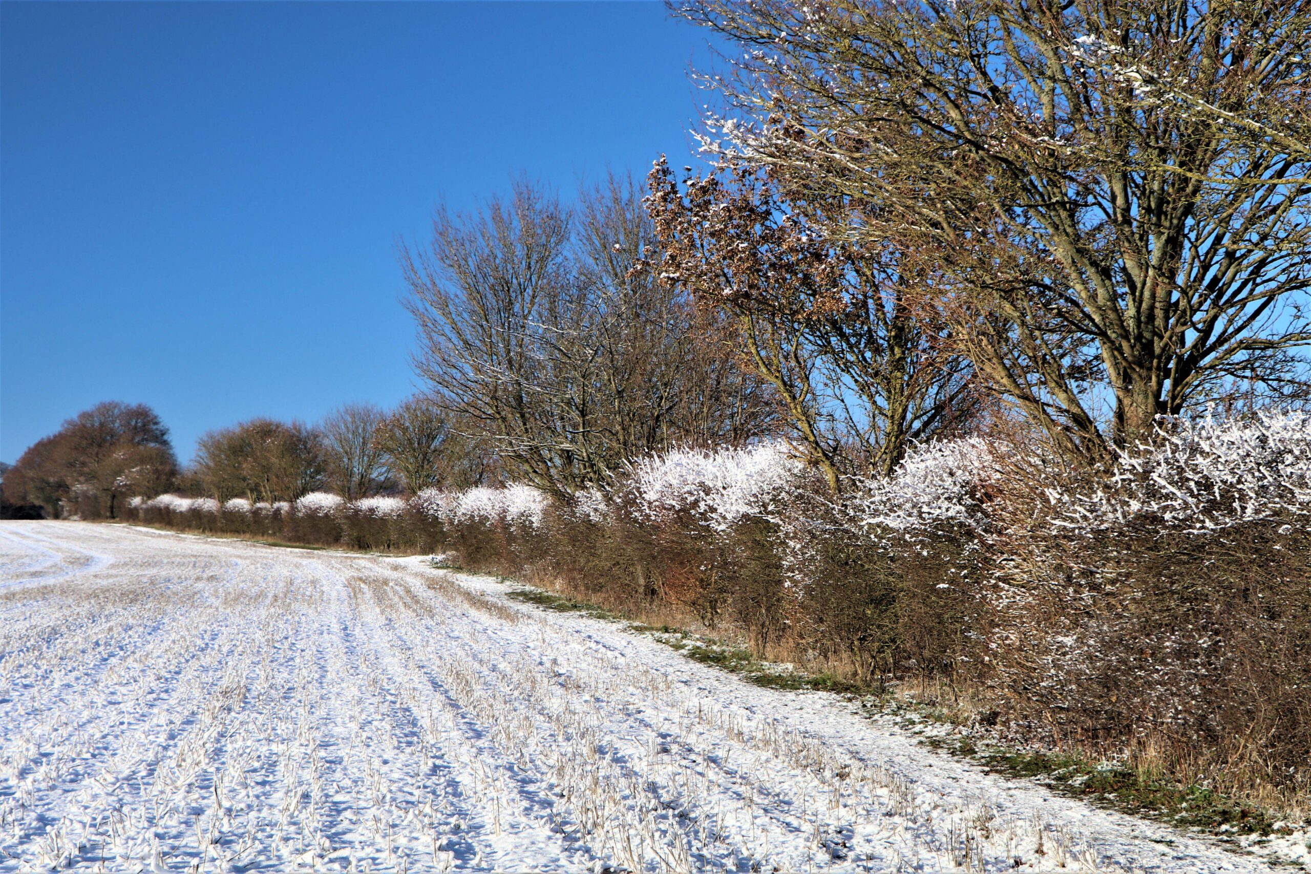 a hedgerow covered with a light dusting of snow