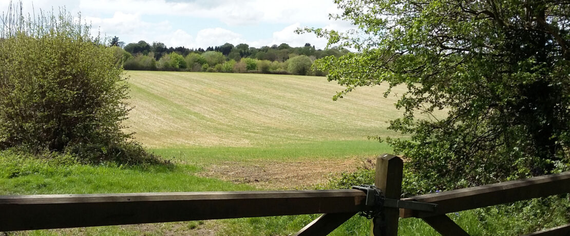 beautiful green fields, hedgerows and trees