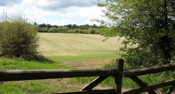 beautiful green fields, hedgerows and trees