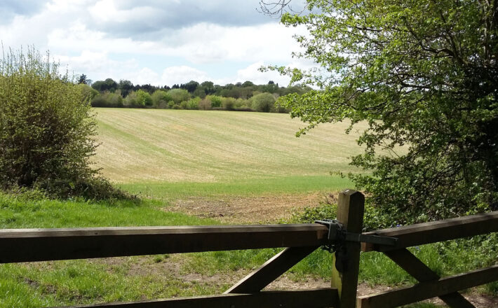 beautiful green fields, hedgerows and trees