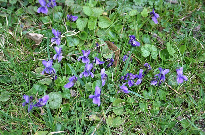 wild violets with their green foliage and purple flowers