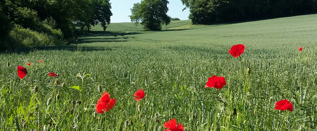 bright red wild poppies in bloom against a lush green crop with hedgerows and trees in the background