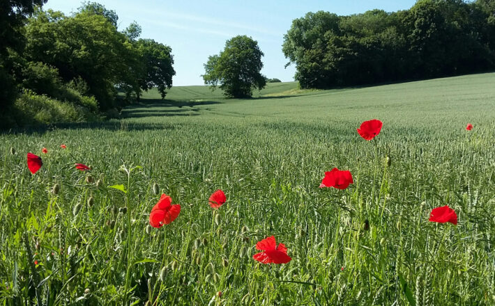 bright red wild poppies in bloom against a lush green crop with hedgerows and trees in the background