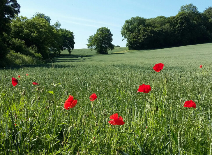 bright red poppies and lush green cropland with hedgerows and trees