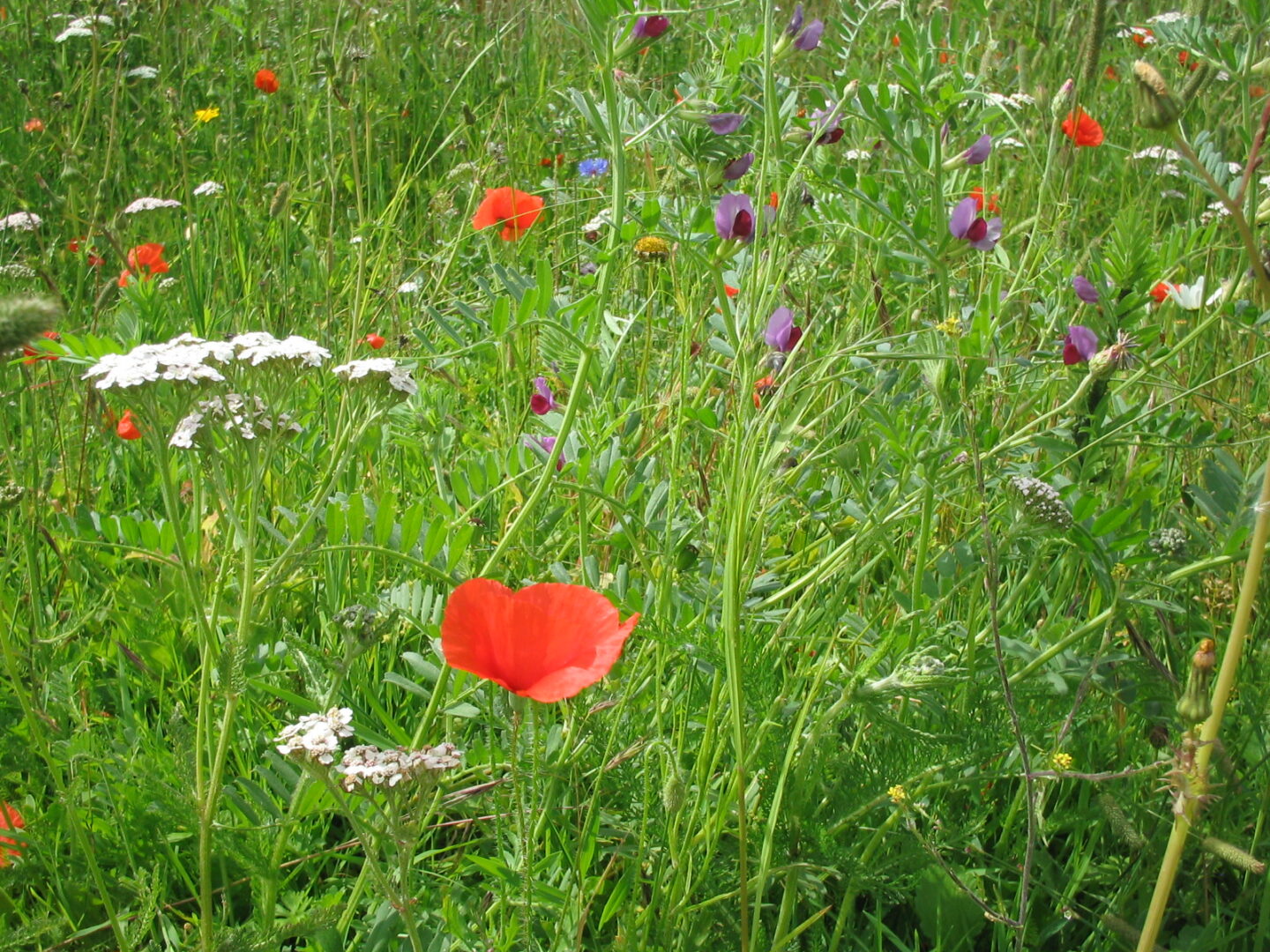 colourful wildflowers in the garden