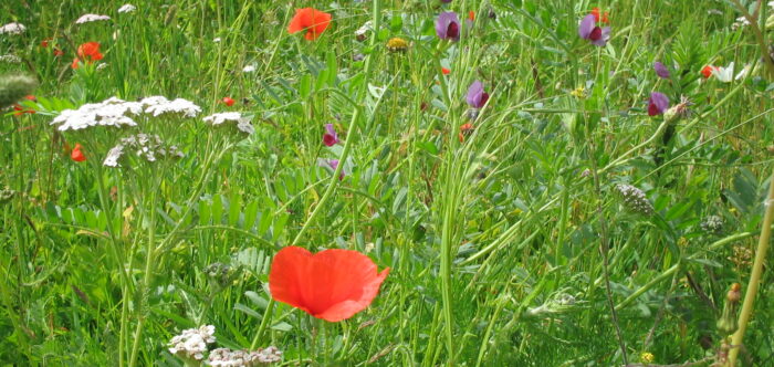 colourful wildflowers in the garden