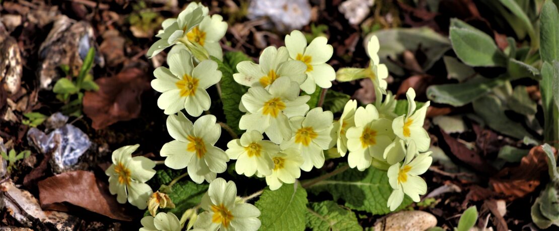 springtime primroses in bloom with pale yellow flowers