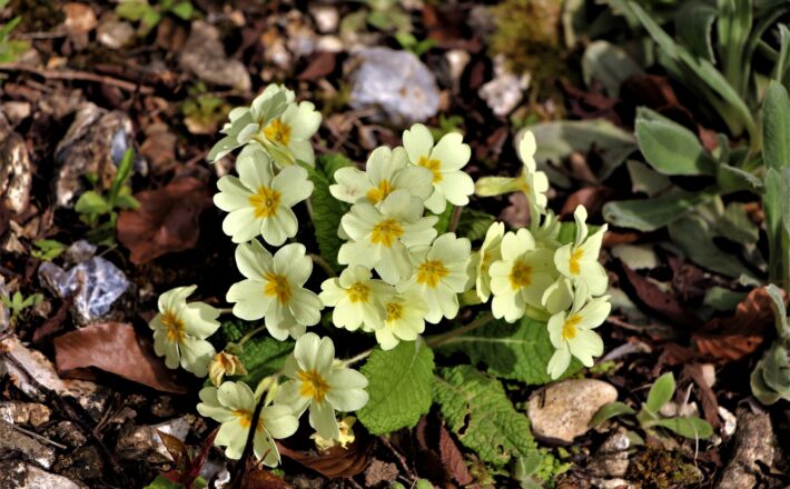 springtime primroses in bloom with pale yellow flowers