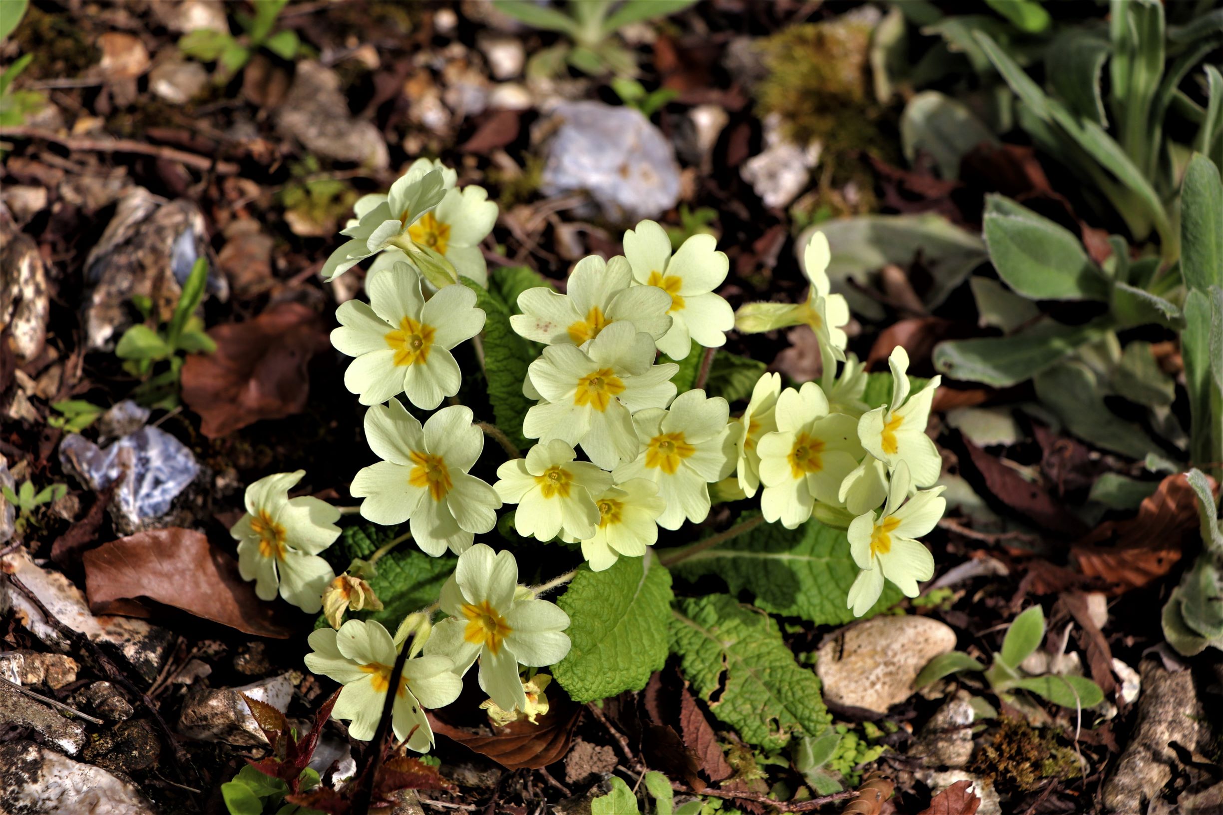 springtime primroses in bloom with pale yellow flowers