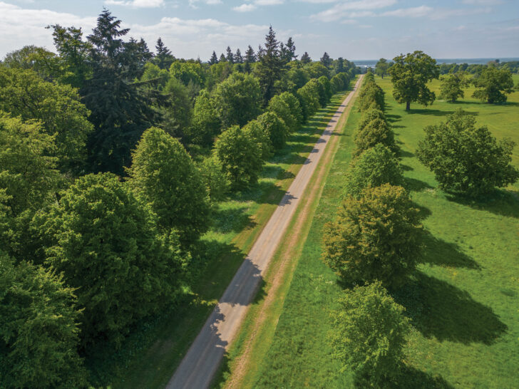 tree lined avenue in parkland