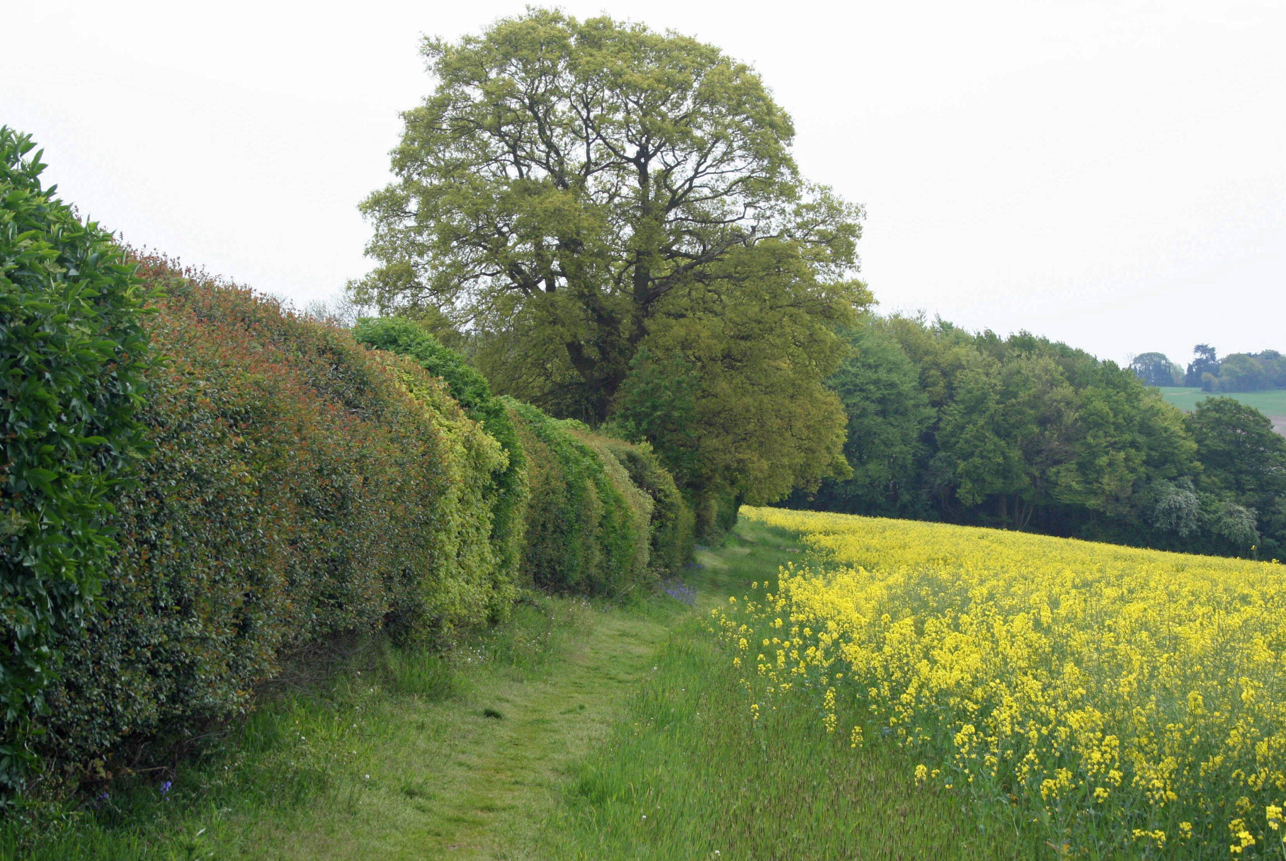 lush green mixed species hedgerow