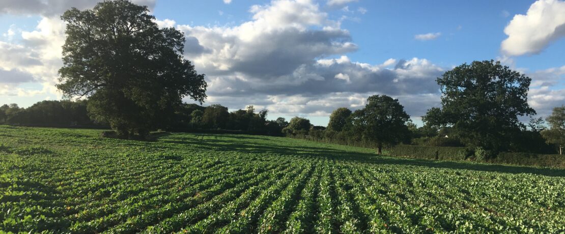 lush green cropland with hedgerows and trees under a sunny blue sky