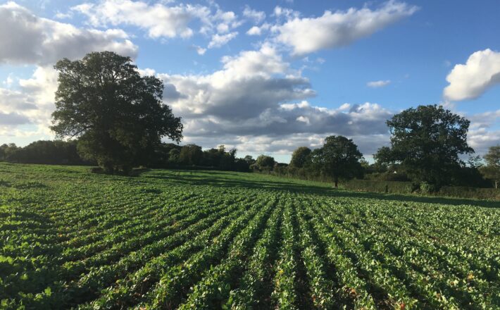 lush green cropland with hedgerows and trees under a sunny blue sky