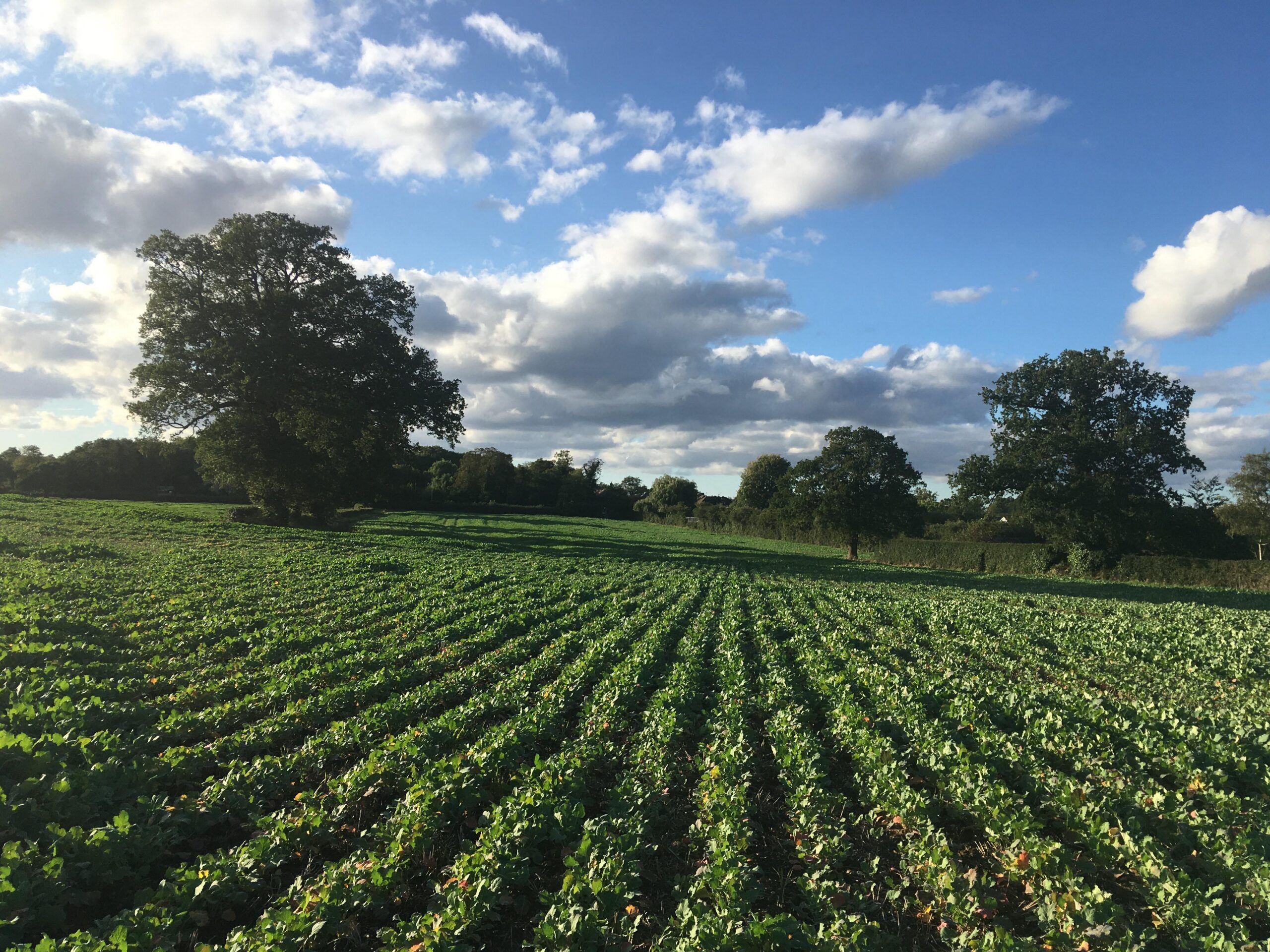 lush green cropland with hedgerows and trees under a sunny blue sky