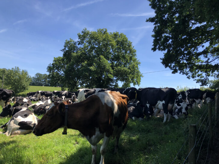 dairy cattle in the shade of a hedgerow on a bright sunny day