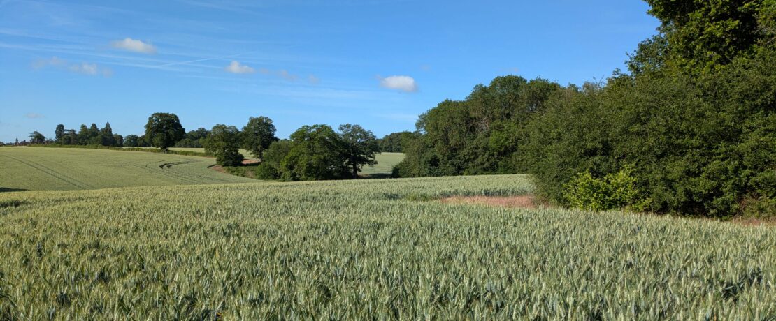 lush green cropland with woodland and hedgerows under a sunny blue sky