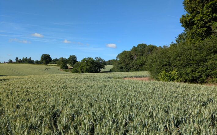 lush green cropland with woodland and hedgerows under a sunny blue sky