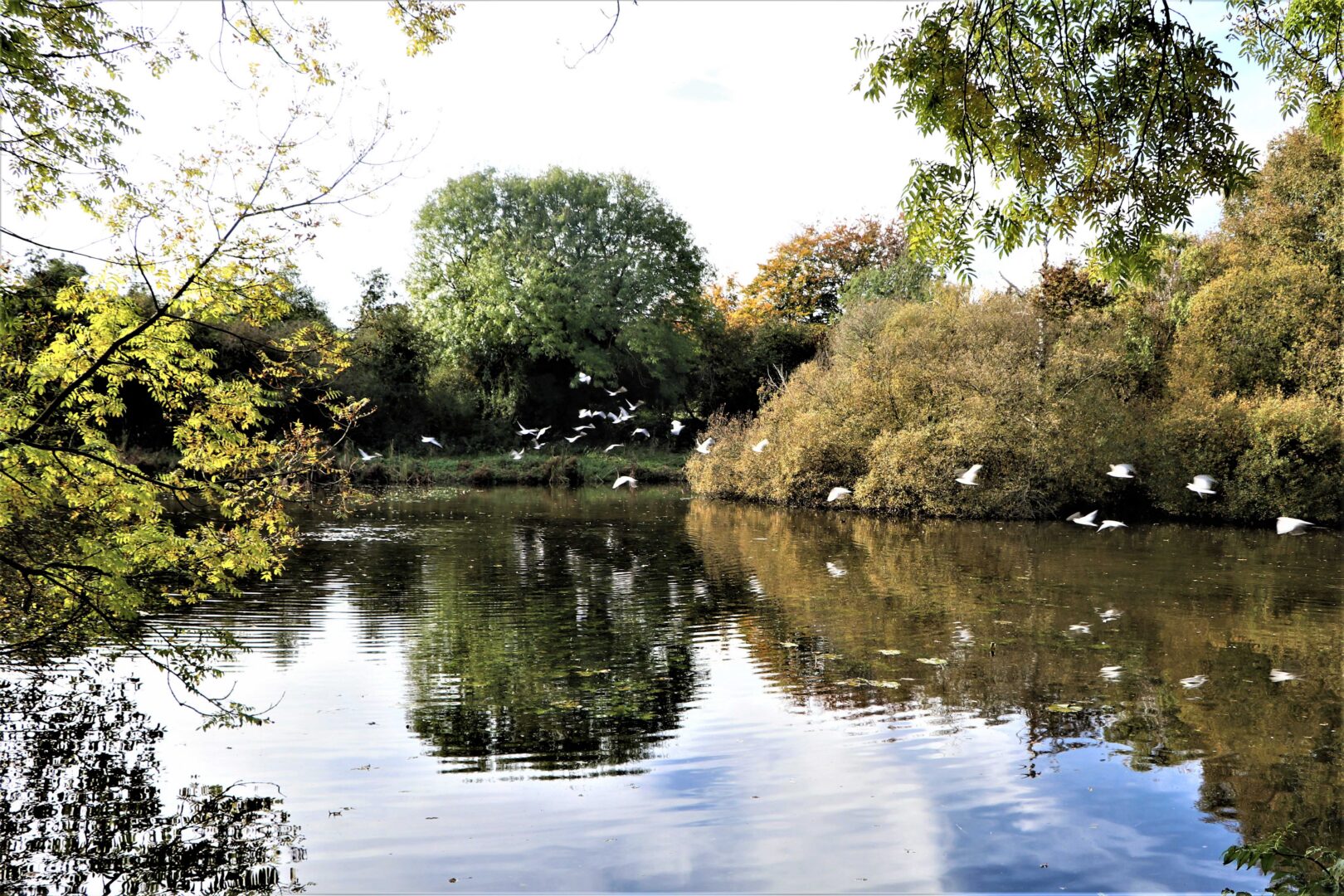 a flock of water fowl taking flight from the surface of a pond on an autumn day