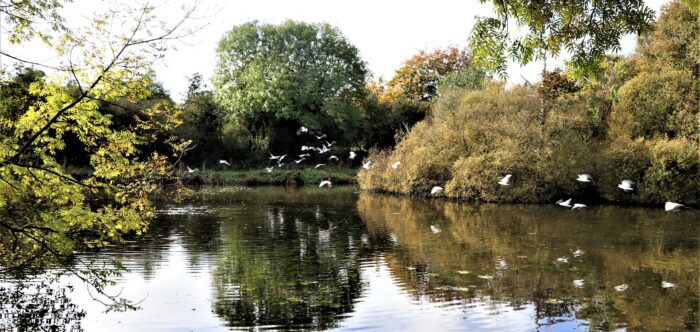a flock of water fowl taking flight from the surface of a pond on an autumn day