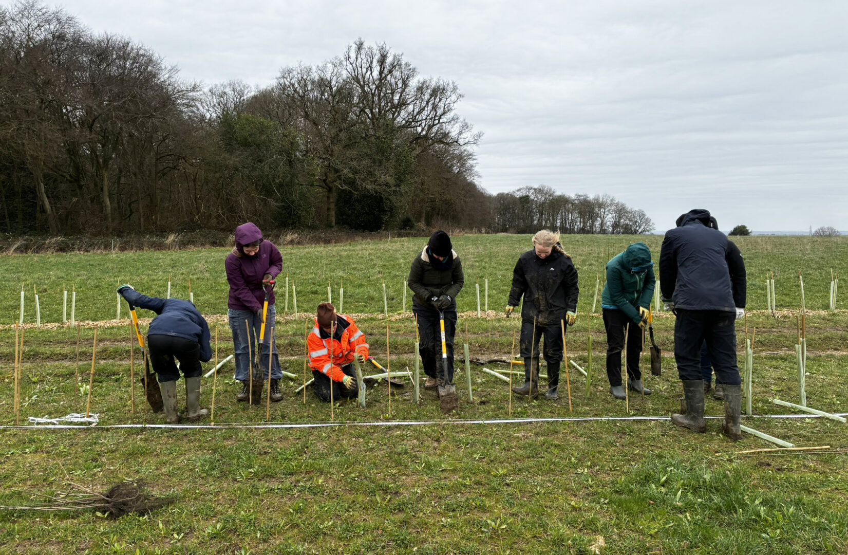 hedgerow planting volunteers digging a new hedge line