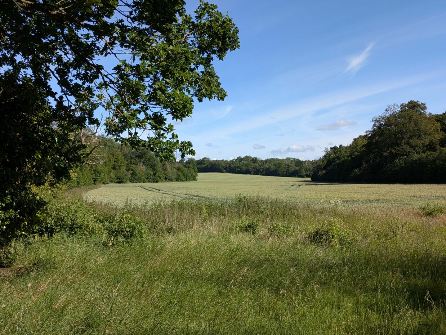 beautiful green landscape with fields, hedges and woodland under a sunny blue sky