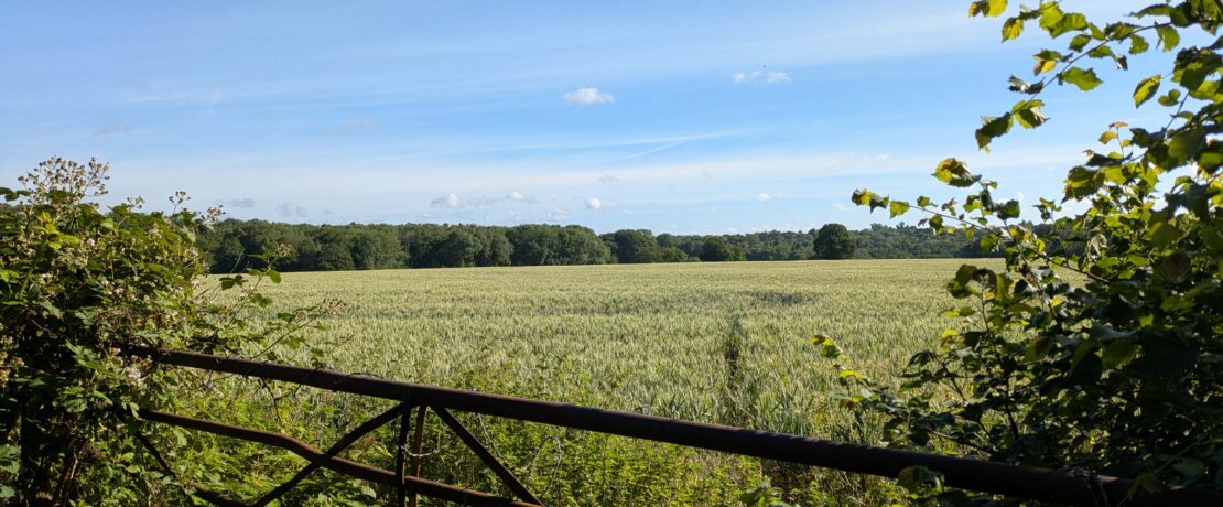 beautiful lush green countryside, fields and woodlands