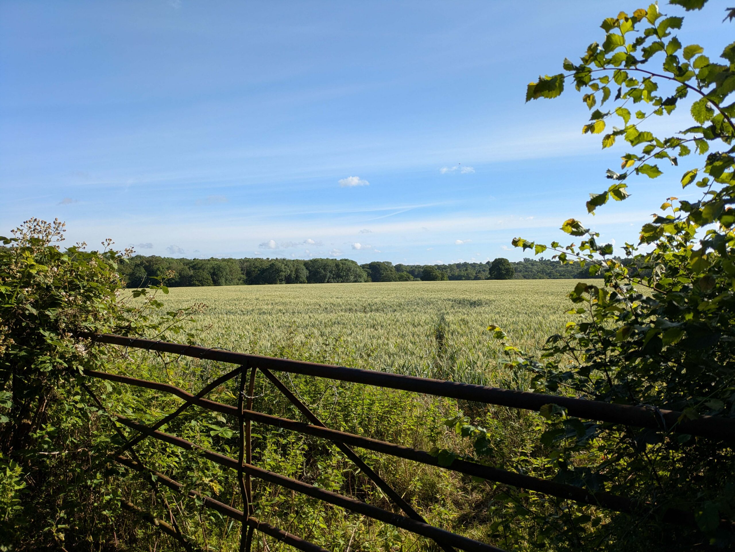 beautiful lush green countryside, fields and woodlands